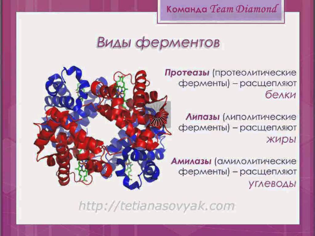 Вид энзим. Протеазы ферменты. Протеолитические ферменты. Ферменты углеводов. Протеолитические ферменты расщепляют.